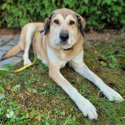 Vicky - eine treue, vorsichtige Hündin😇, Collie-Mischling - Hündin