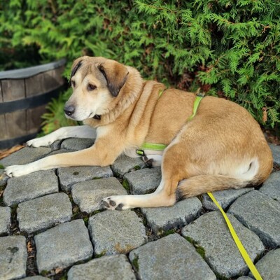 Vicky - eine treue, vorsichtige Hündin😇, Collie-Mischling - Hündin