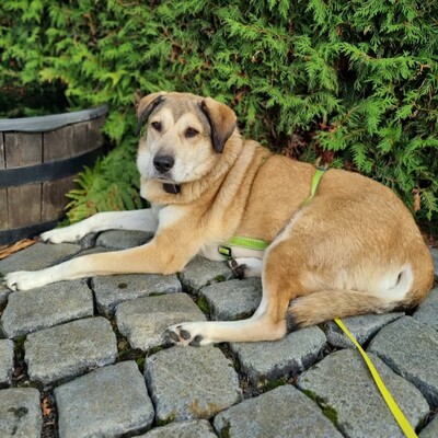 Vicky - eine treue, vorsichtige Hündin😇, Collie-Mischling - Hündin
