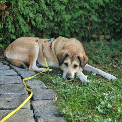 Vicky - eine treue, vorsichtige Hündin😇/ Vorgemerkt, Collie-Mischling - Hündin