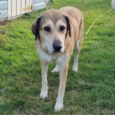 Vicky - eine treue, vorsichtige Hündin😇/ Vorgemerkt, Collie-Mischling - Hündin