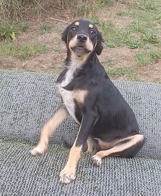 Vico, Mischling Pinscher - Rüde