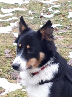 Victor, Mischling - Rüde