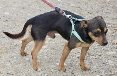 Victor, Mix - Rüde