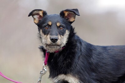 Victoria, Mischling Welpen - Hündin