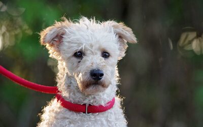 Victoria, PUDEL - Hündin