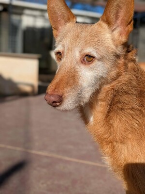Vieji, Podenco-Mischling - Rüde