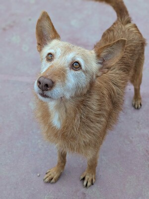 Vieji, Podenco-Mischling - Rüde