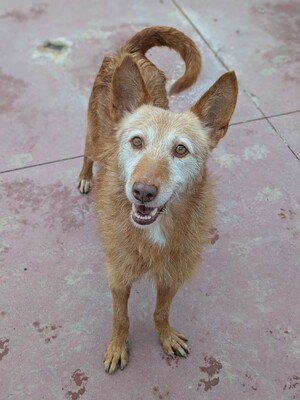 Vieji, Podenco-Mischling - Rüde