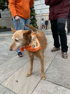 Vieji, Podenco-Mischling - Rüde