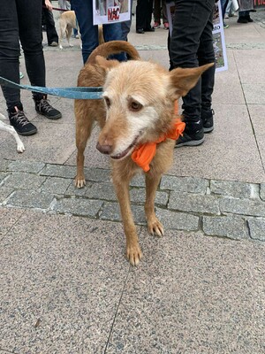 Vieji, Podenco-Mischling - Rüde