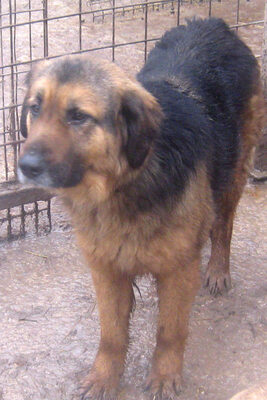 Vigo möchte IHR Lebensfreund werden-NOTFALL