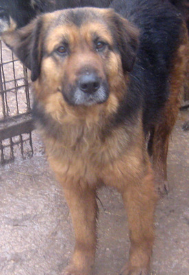 Vigo möchte IHR Lebensfreund werden-NOTFALL