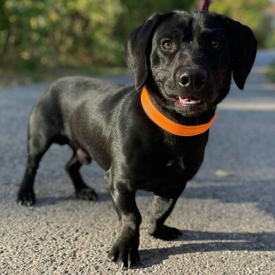 💥Viking Dackel /Labrador Mischling  ist ein ruhiger, aber dennoch verspielter Hund, der jedem, dem er begegnet, freudig entgegentritt💥