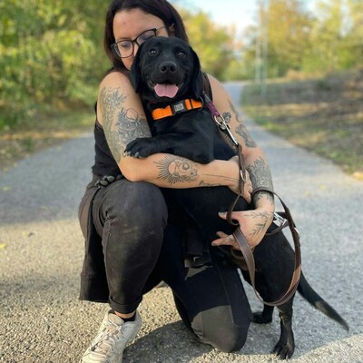 💥Viking Dackel /Labrador Mischling ist ein ruhiger, aber dennoch verspielter Hund, der jedem, dem er begegnet, freudig entgegentritt💥, Dackel /Labrador Mischling - Rüde