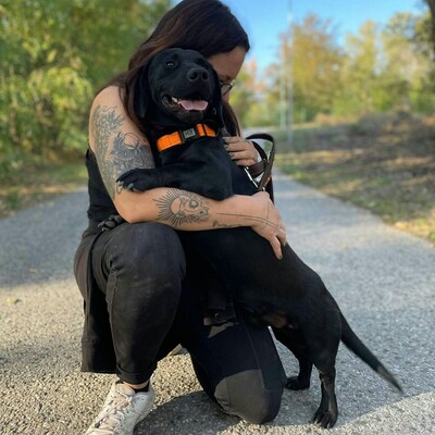 💥Viking Dackel /Labrador Mischling ist ein ruhiger, aber dennoch verspielter Hund, der jedem, dem er begegnet, freudig entgegentritt💥, Dackel /Labrador Mischling - Rüde