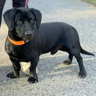 💥Viking Dackel /Labrador Mischling ist ein ruhiger, aber dennoch verspielter Hund, der jedem, dem er begegnet, freudig entgegentritt💥, Dackel /Labrador Mischling - Rüde