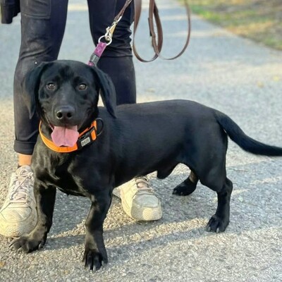 💥Viking Dackel /Labrador Mischling ist ein ruhiger, aber dennoch verspielter Hund, der jedem, dem er begegnet, freudig entgegentritt💥, Dackel /Labrador Mischling - Rüde