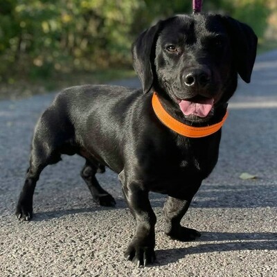 💥Viking Dackel /Labrador Mischling ist ein ruhiger, aber dennoch verspielter Hund, der jedem, dem er begegnet, freudig entgegentritt💥, Dackel /Labrador Mischling - Rüde