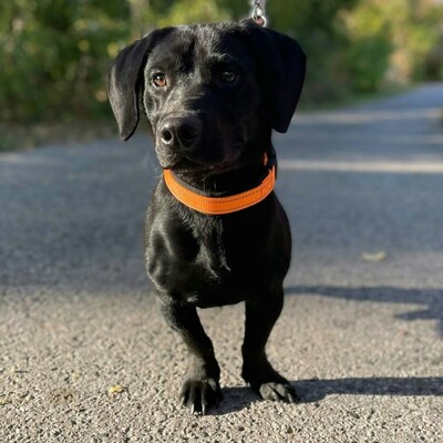 💥Viking Dackel /Labrador Mischling ist ein ruhiger, aber dennoch verspielter Hund, der jedem, dem er begegnet, freudig entgegentritt💥, Dackel /Labrador Mischling - Rüde