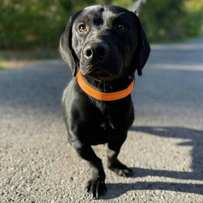 💥Viking Dackel /Labrador Mischling ist ein ruhiger, aber dennoch verspielter Hund, der jedem, dem er begegnet, freudig entgegentritt💥, Dackel /Labrador Mischling - Rüde