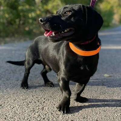 💥Viking Dackel /Labrador Mischling ist ein ruhiger, aber dennoch verspielter Hund, der jedem, dem er begegnet, freudig entgegentritt💥, Dackel /Labrador Mischling - Rüde