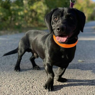 💥Viking Dackel /Labrador Mischling ist ein ruhiger, aber dennoch verspielter Hund, der jedem, dem er begegnet, freudig entgegentritt💥, Dackel /Labrador Mischling - Rüde