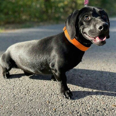 💥Viking Dackel /Labrador Mischling ist ein ruhiger, aber dennoch verspielter Hund, der jedem, dem er begegnet, freudig entgegentritt💥, Dackel /Labrador Mischling - Rüde