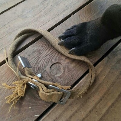 💥Viking Dackel /Labrador Mischling ist ein ruhiger, aber dennoch verspielter Hund, der jedem, dem er begegnet, freudig entgegentritt💥, Dackel /Labrador Mischling - Rüde