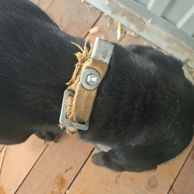 💥Viking Dackel /Labrador Mischling ist ein ruhiger, aber dennoch verspielter Hund, der jedem, dem er begegnet, freudig entgegentritt💥, Dackel /Labrador Mischling - Rüde