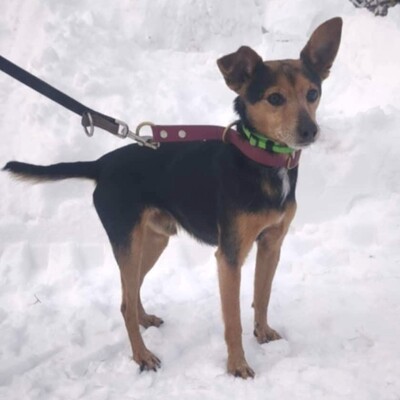 🐶Viktor süßer Bub  ist ein netter kleiner herzensguter Hund, extrem sanft und lieb 💥