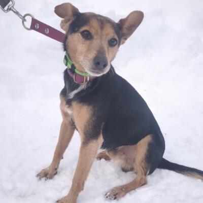 🐶Viktor süßer Bub ist ein netter kleiner herzensguter Hund, extrem sanft und lieb 💥, Mischling - Rüde