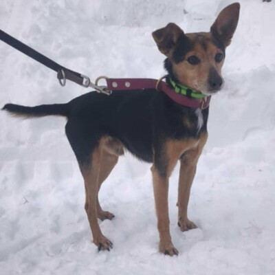 🐶Viktor süßer Bub ist ein netter kleiner herzensguter Hund, extrem sanft und lieb 💥, Mischling - Rüde