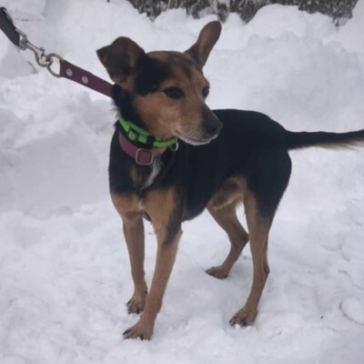 🐶Viktor süßer Bub ist ein netter kleiner herzensguter Hund, extrem sanft und lieb 💥, Mischling - Rüde