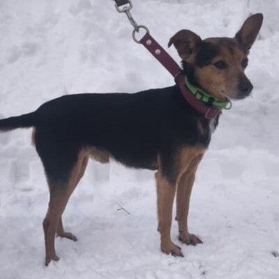 🐶Viktor süßer Bub ist ein netter kleiner herzensguter Hund, extrem sanft und lieb 💥, Mischling - Rüde