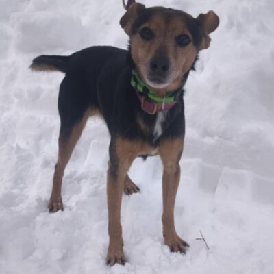 🐶Viktor süßer Bub ist ein netter kleiner herzensguter Hund, extrem sanft und lieb 💥, Mischling - Rüde