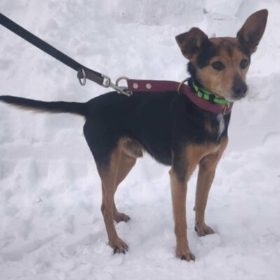 🐶Viktor süßer Bub ist ein netter kleiner herzensguter Hund, extrem sanft und lieb 💥, Mischling - Rüde