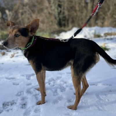 🐶Viktor süßer Bub ist ein netter kleiner herzensguter Hund, extrem sanft und lieb 💥, Mischling - Rüde