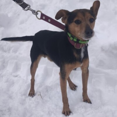 🐶Viktor süßer Bub ist ein netter kleiner herzensguter Hund, extrem sanft und lieb 💥, Mischlingsrüde - Rüde