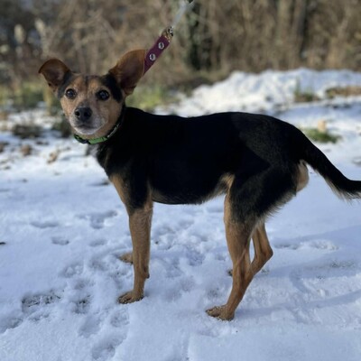 🐶Viktor süßer Bub ist ein netter kleiner herzensguter Hund, extrem sanft und lieb 💥, Mischlingsrüde - Rüde