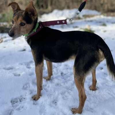 🐶Viktor süßer Bub ist ein netter kleiner herzensguter Hund, extrem sanft und lieb 💥, Mischlingsrüde - Rüde