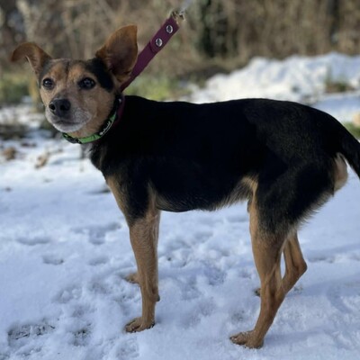 🐶Viktor süßer Bub ist ein netter kleiner herzensguter Hund, extrem sanft und lieb 💥, Mischlingsrüde - Rüde