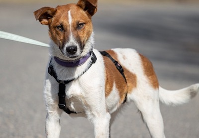 Viktorka - Freundlicher Junghund, ca. 1 Jahr/46 cm/17kg, Mischling - Hündin