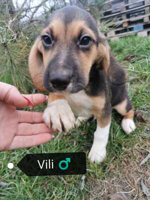 Vili, Beagle-Mischling Welpen - Rüde