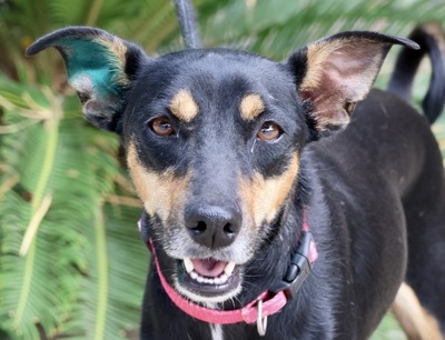 Vilma, Pinscher - Mix - Hündin