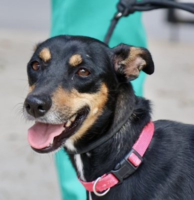 Vilma, Pinscher - Mix - Hündin