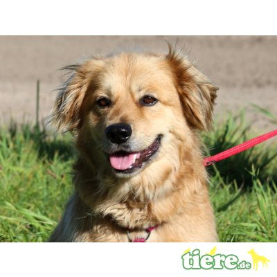 Vilmor, Dackel-Retriever-Mix - Rüde