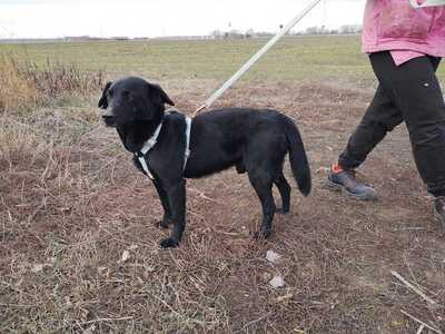 Vilmos - Sanfter Rüde, ca. 5 Jahre/45cm/14kg, Mischling - Rüde