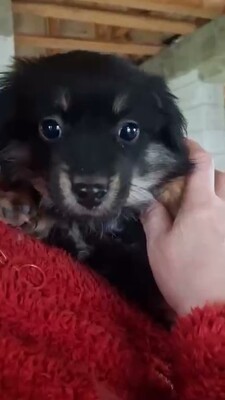 🖤 Vince – ein kleines schwarzes, flauschiges Schnuckelchen auf der Suche nach seinem Glück 🖤