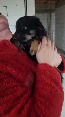 🖤 Vince – ein kleines schwarzes, flauschiges Schnuckelchen auf der Suche nach seinem Glück 🖤, Bichon - Mischling - Rüde